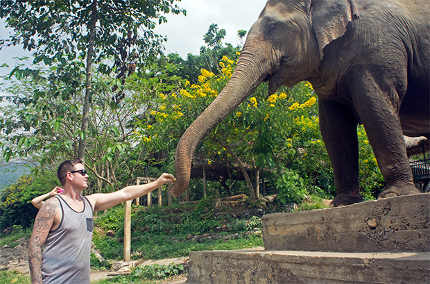 Elefante-tailandés-Chiang-Mai