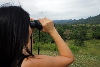Observando elefantes salvajes en el Parque Nacional de Kui Buri